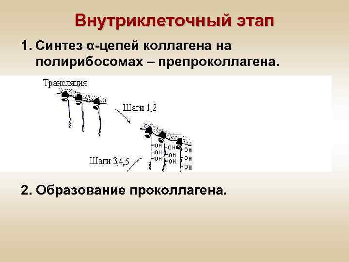 Внутриклеточный этап 1. Синтез α-цепей коллагена на полирибосомах – препроколлагена. 2. Образование проколлагена. 