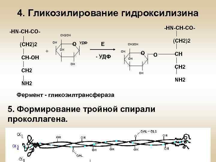 4. Гликозилирование гидроксилизина -HN-CH-CO- CH 2 OH OH (CH 2)2 + O УДФ Е