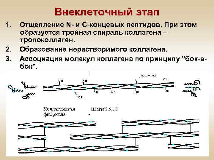 Внеклеточный этап 1. 2. 3. Отщепление N- и С-концевых пептидов. При этом образуется тройная