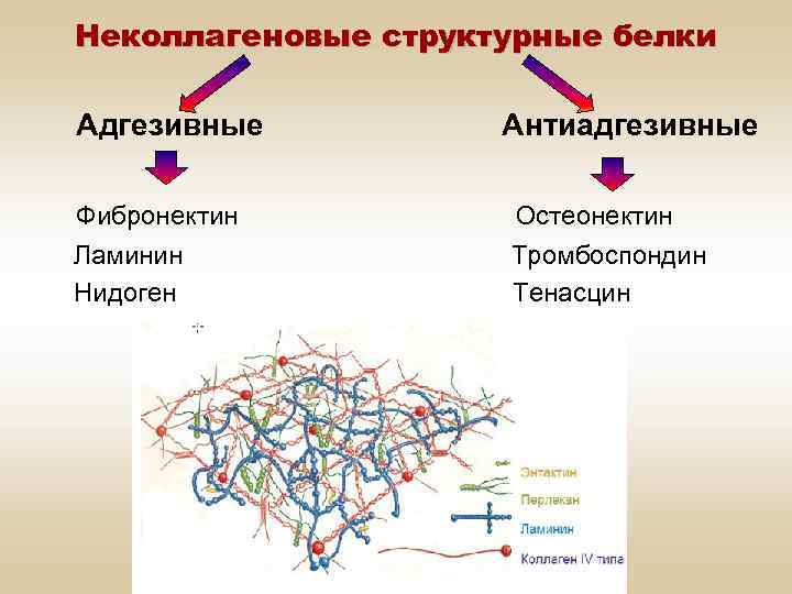 Биохимическое строение. Адгезивные белки фибронекти. Неколлагеновые белки межклеточного матрикса. Фибронектин биохимия.