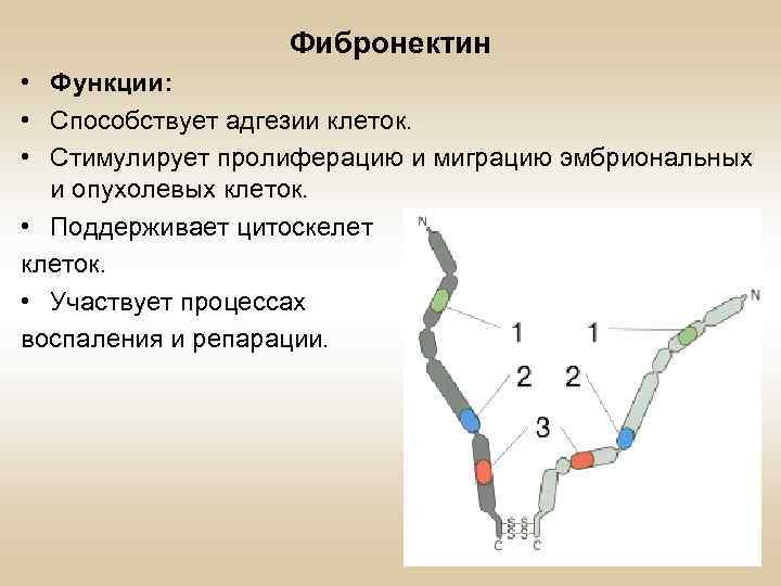 Фибронектин • Функции: • Способствует адгезии клеток. • Стимулирует пролиферацию и миграцию эмбриональных и