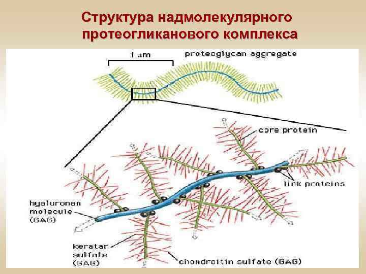 Структура надмолекулярного протеогликанового комплекса 