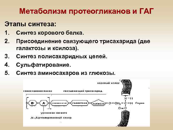 Синтез протеогликанов схема