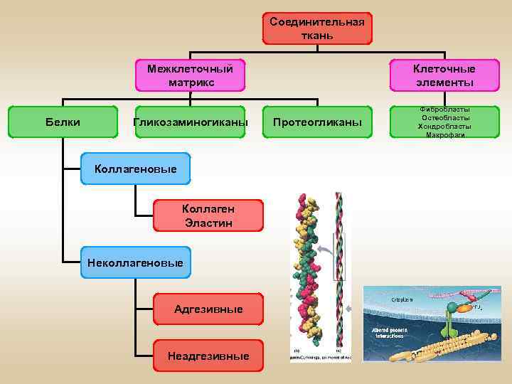 Белки тканей. Межклеточный Матрикс соединительной ткани. Матрикс соединительной ткани биохимия. Компоненты соединительной ткани биохимия. Организация межклеточного матрикса соединительной ткани.