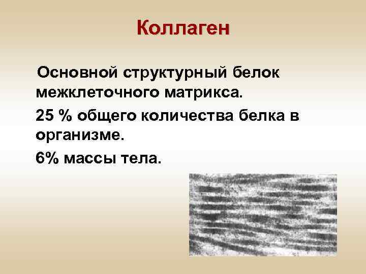 Коллаген Основной структурный белок межклеточного матрикса. 25 % общего количества белка в организме. 6%