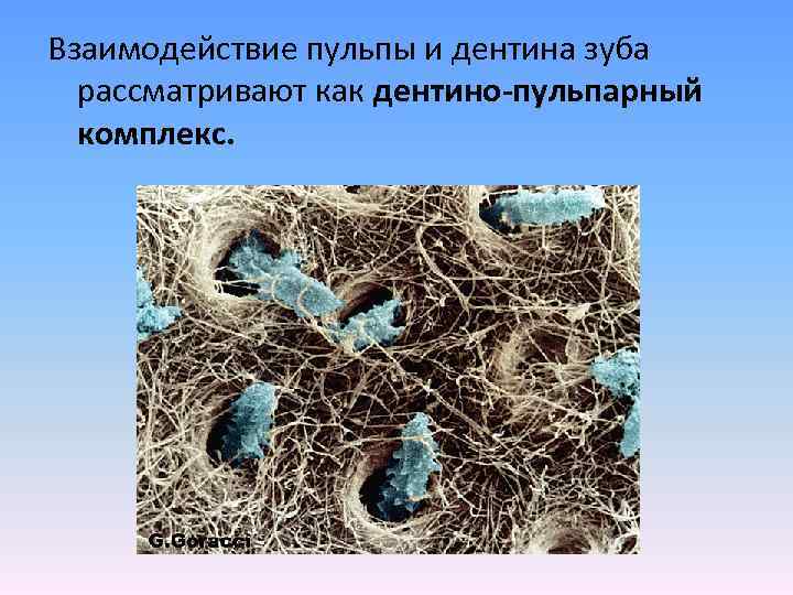 Взаимодействие пульпы и дентина зуба рассматривают как дентино-пульпарный комплекс. 