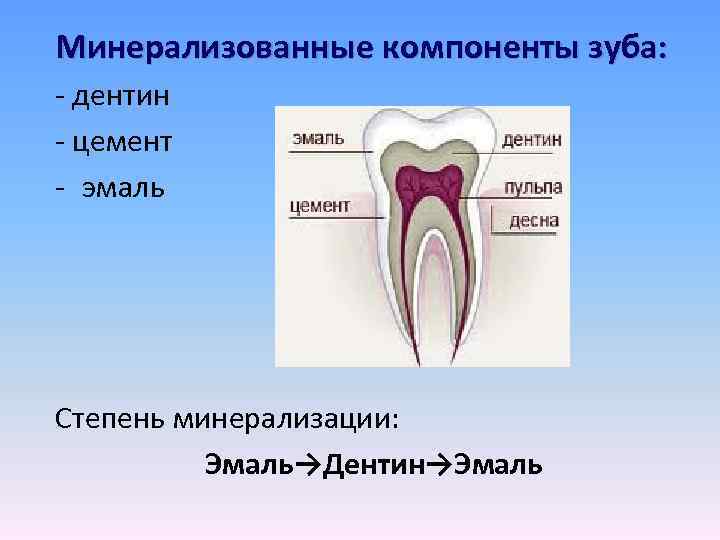 В чем особенность строения дентина какую. Минерализованные ткани зуба биохимия. Зуб эмаль дентин пульпа.