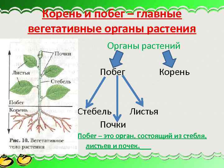 Корень и побег – главные вегетативные органы растения Органы растений Побег Корень Стебель Листья