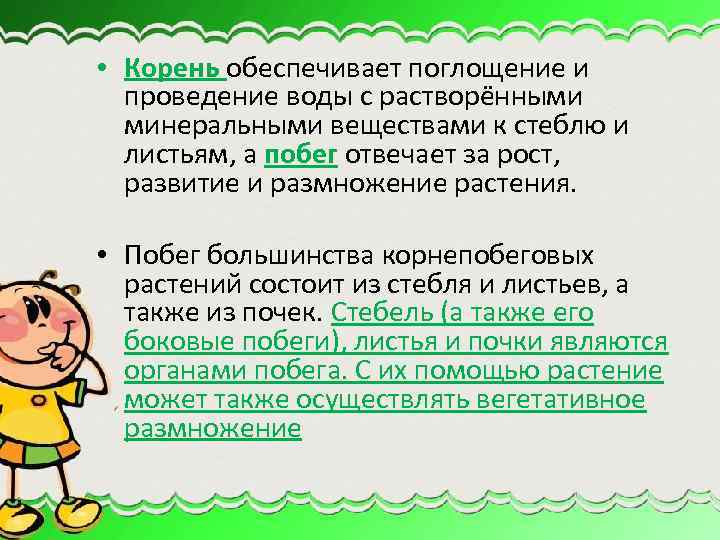  • Корень обеспечивает поглощение и проведение воды с растворёнными минеральными веществами к стеблю