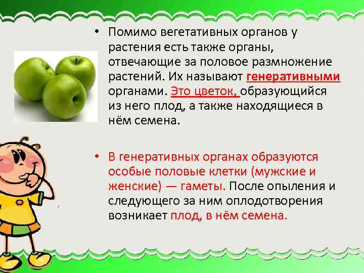 • Помимо вегетативных органов у растения есть также органы, отвечающие за половое размножение
