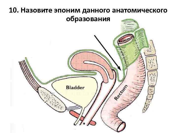10. Назовите эпоним данного анатомического образования 