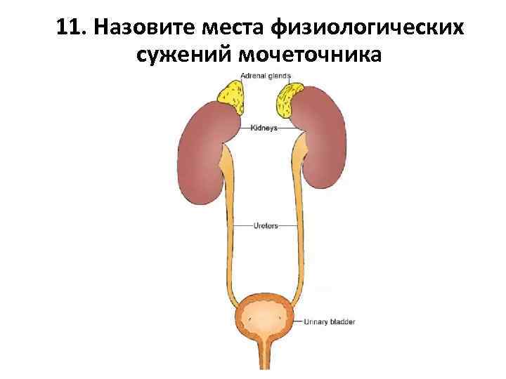 Где находятся мочеточники у мужчин показать на рисунке