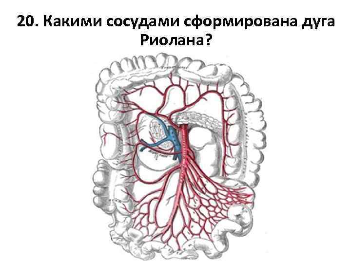 20. Какими сосудами сформирована дуга Риолана? 