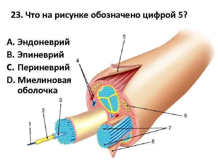 23. Что на рисунке обозначено цифрой 5? A. Эндоневрий B. Эпиневрий C. Периневрий D.