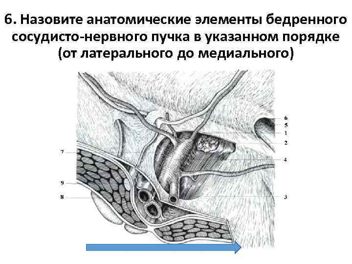 6. Назовите анатомические элементы бедренного сосудисто-нервного пучка в указанном порядке (от латерального до медиального)