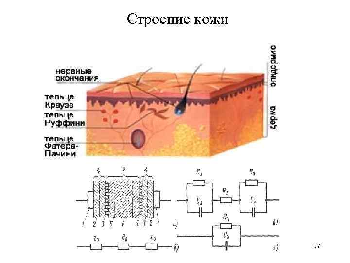 Строение кожи 17 