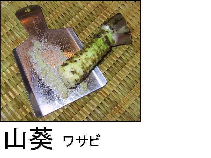 大 山葵 ワサビ 