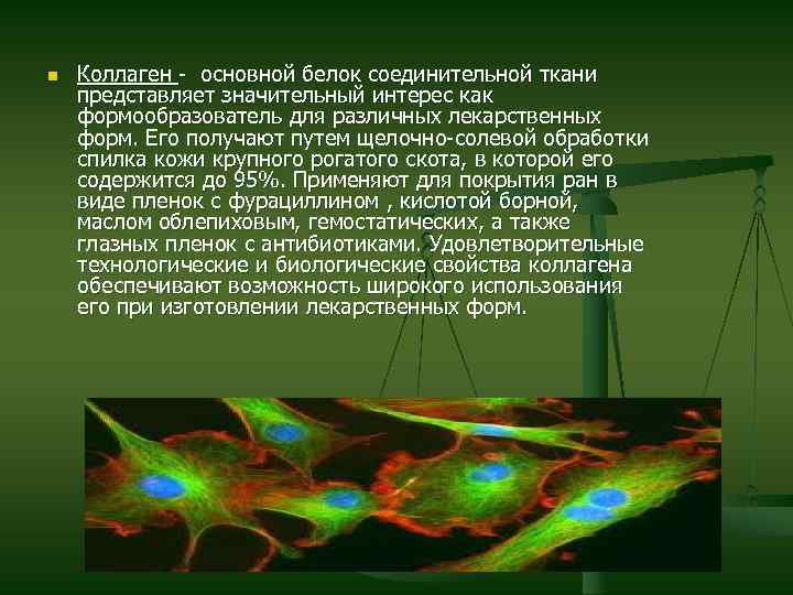 n Коллаген - основной белок соединительной ткани представляет значительный интерес как формообразователь для различных