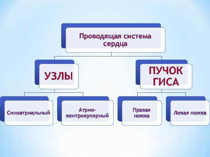 Проводящая система сердца УЗЛЫ Синоатриальный Атриовентрикулярный ПУЧОК ГИСА Правая ножка Левая ножка 