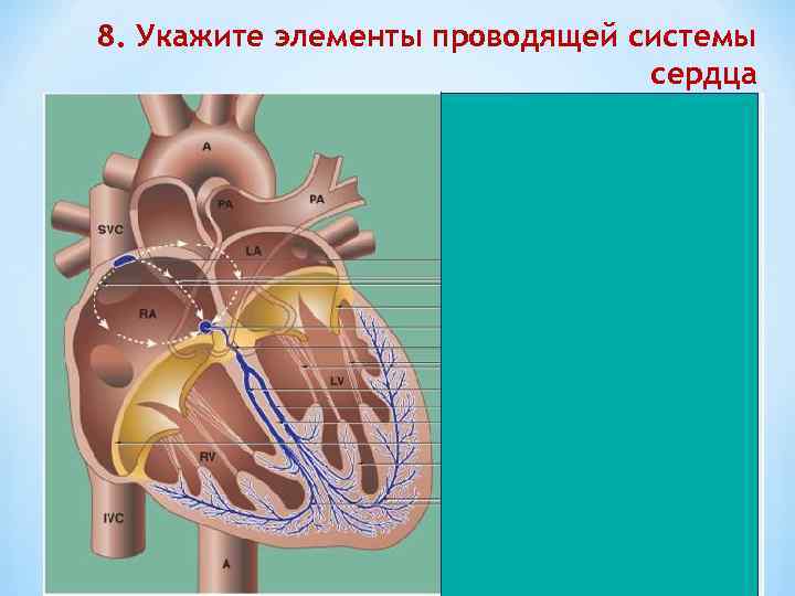 8. Укажите элементы проводящей системы сердца 