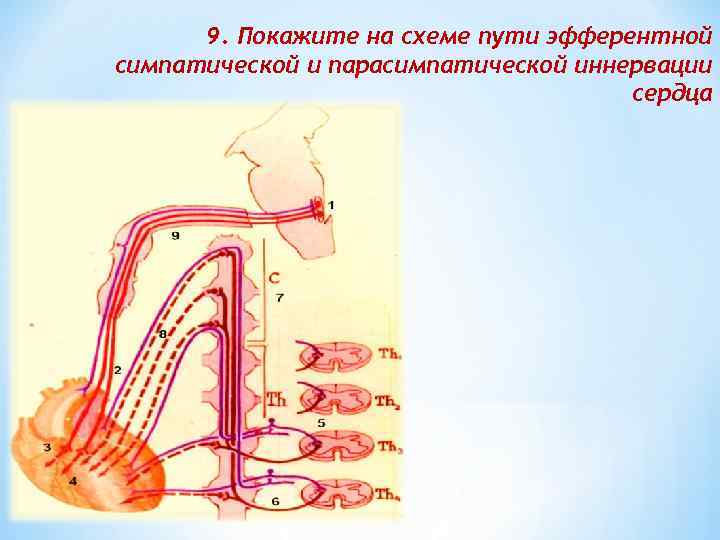 9. Покажите на схеме пути эфферентной симпатической и парасимпатической иннервации сердца 