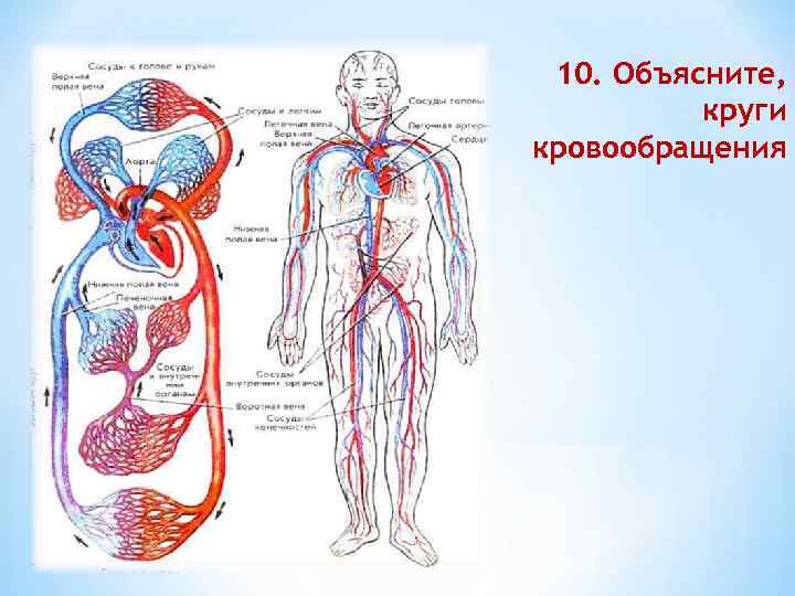 10. Объясните, круги кровообращения 