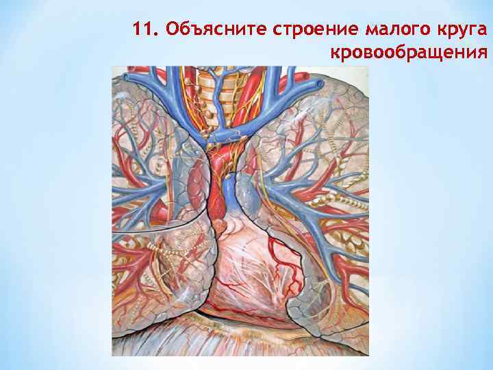 11. Объясните строение малого круга кровообращения 