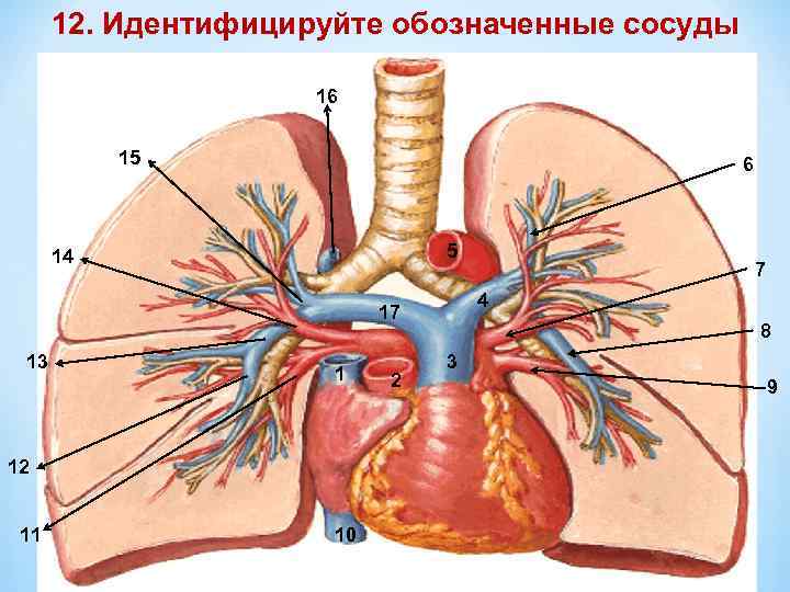 12. Идентифицируйте обозначенные сосуды 16 15 6 5 14 4 17 13 1 12