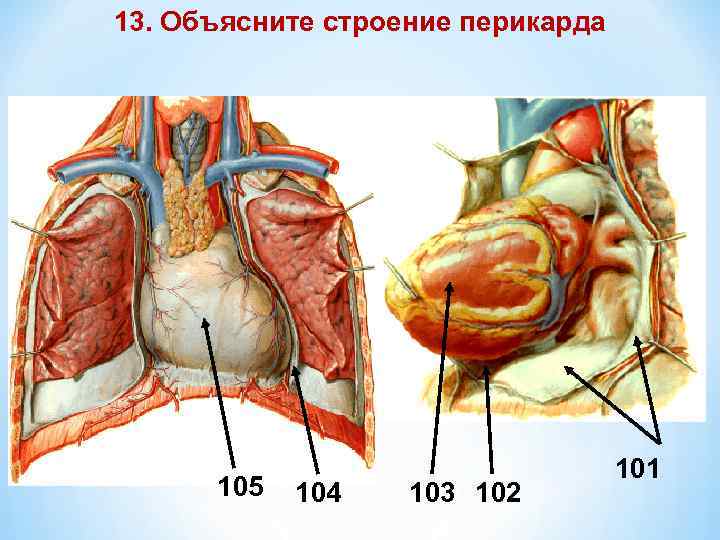 13. Объясните строение перикарда *Station 10 105 104 103 102 101 