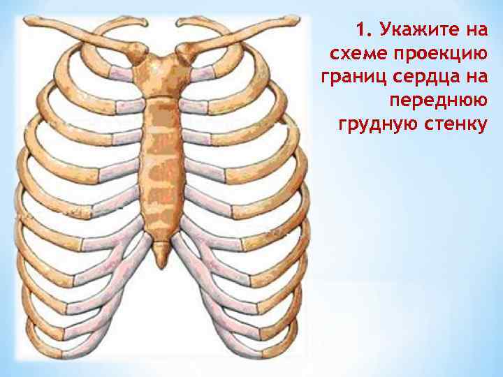 1. Укажите на схеме проекцию границ сердца на переднюю грудную стенку 