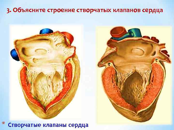 3. Объясните строение створчатых клапанов сердца * Створчатые клапаны сердца 