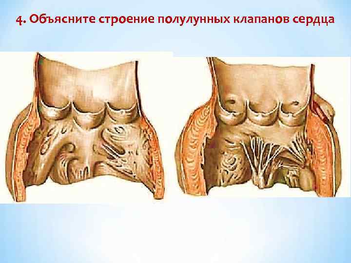 4. Объясните строение полулунных клапанов сердца 