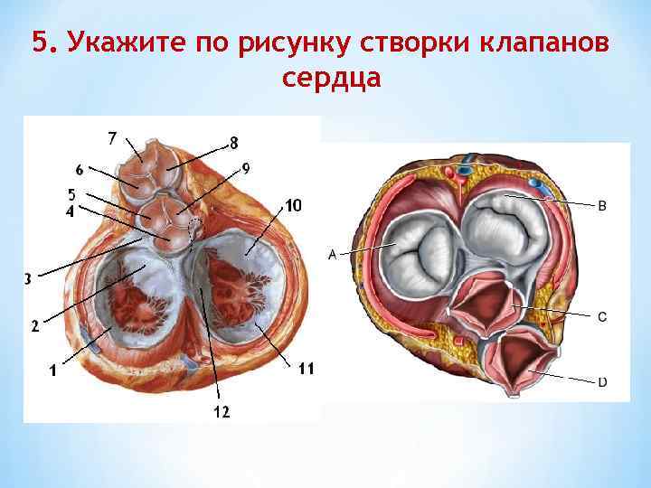 5. Укажите по рисунку створки клапанов сердца 