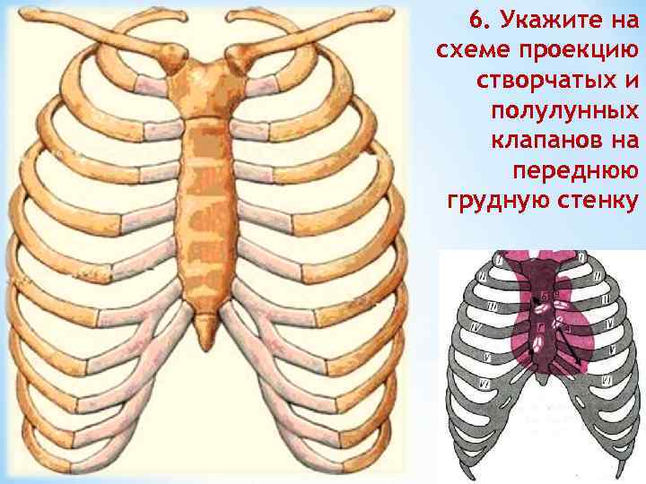 6. Укажите на схеме проекцию створчатых и полулунных клапанов на переднюю грудную стенку 