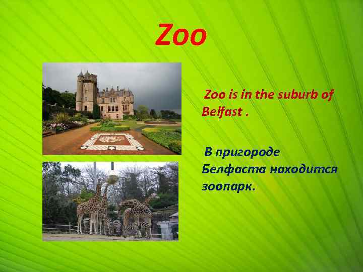 Zoo Zoo is in the suburb of Belfast. В пригороде Белфаста находится зоопарк. 