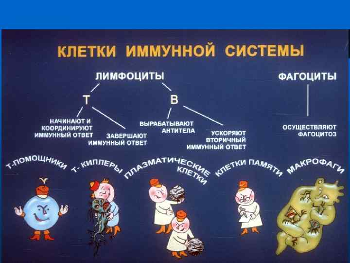 Вирус спид и человек динамика борьбы презентация