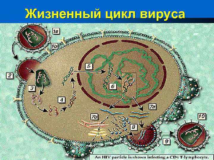 Жизненный цикл вируса 
