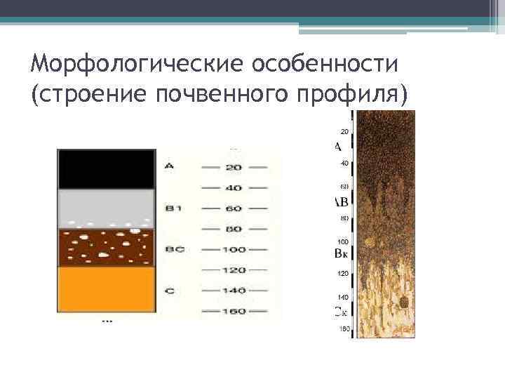 Морфологические особенности (строение почвенного профиля) 