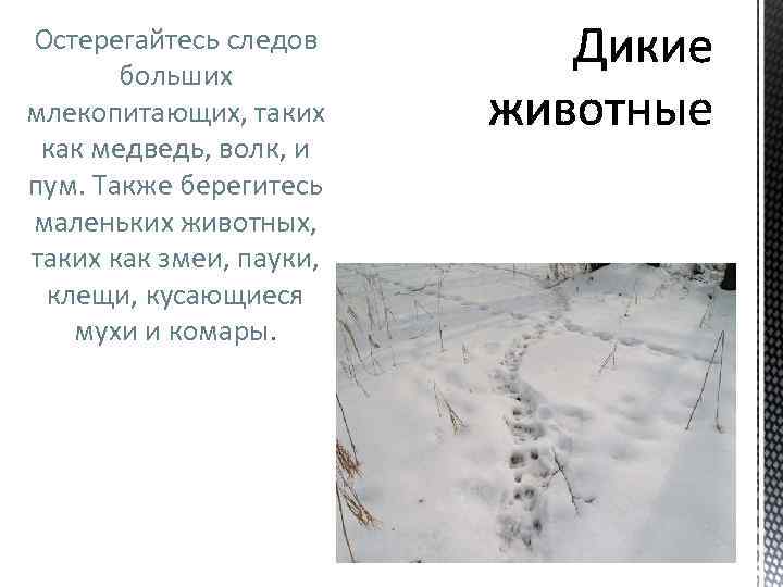 Остерегайтесь следов больших млекопитающих, таких как медведь, волк, и пум. Также берегитесь маленьких животных,