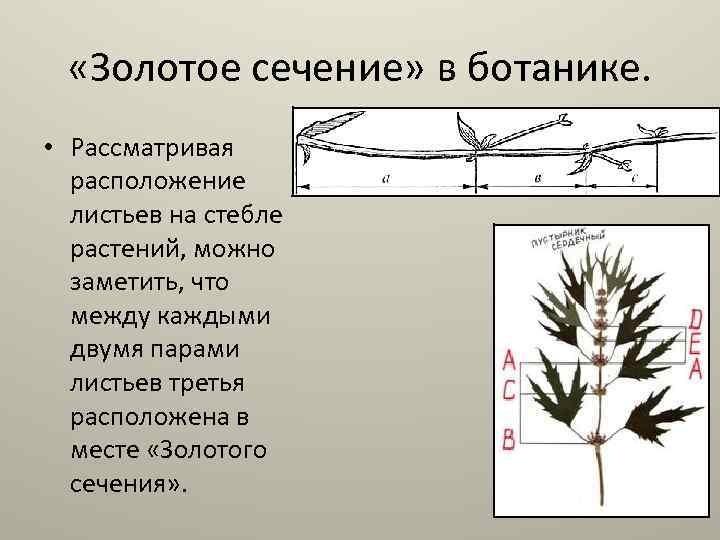 Треть листа. Цикорий растение золотое сечение. Стебель цикория золотое сечение. Побег цикория золотое сечение. Золотое сечение в природе листья.