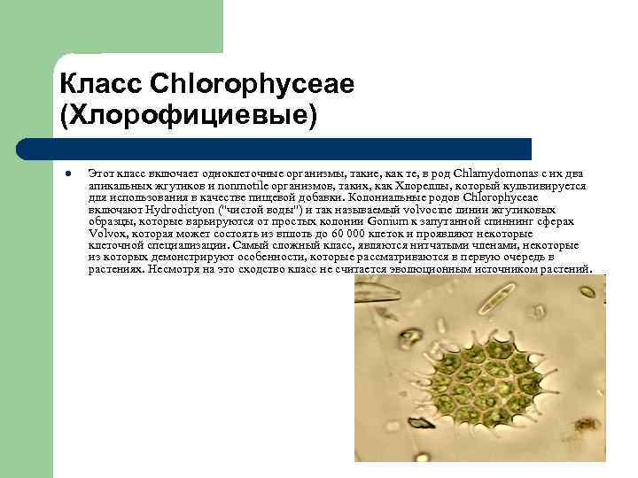 Класс Chlorophyceae (Хлорофициевые) l Этот класс включает одноклеточные организмы, такие, как те, в род