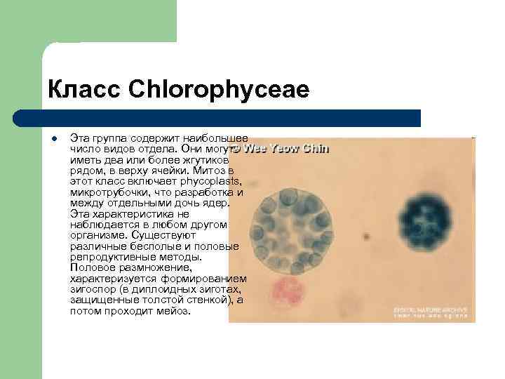 Класс Chlorophyceae l Эта группа содержит наибольшее число видов отдела. Они могут иметь два