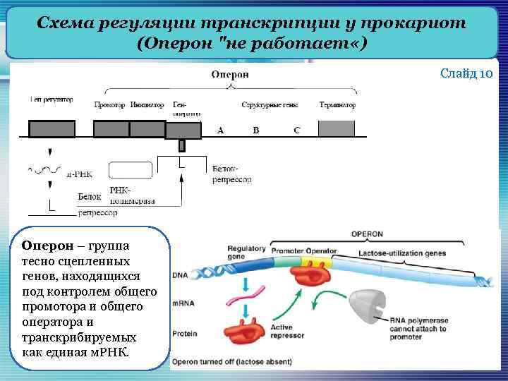 Оператор оперона