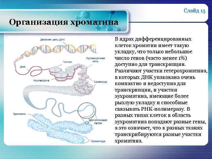 Слайд 15 Организация хроматина В ядрах дифференцированных клеток хроматин имеет такую укладку, что только