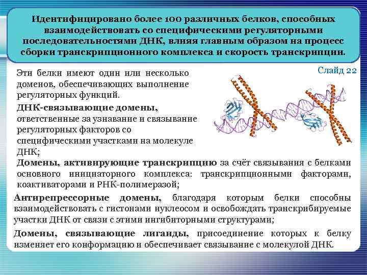 Идентифицировано более 100 различных белков, способных взаимодействовать со специфическими регуляторными последовательностями ДНК, влияя главным