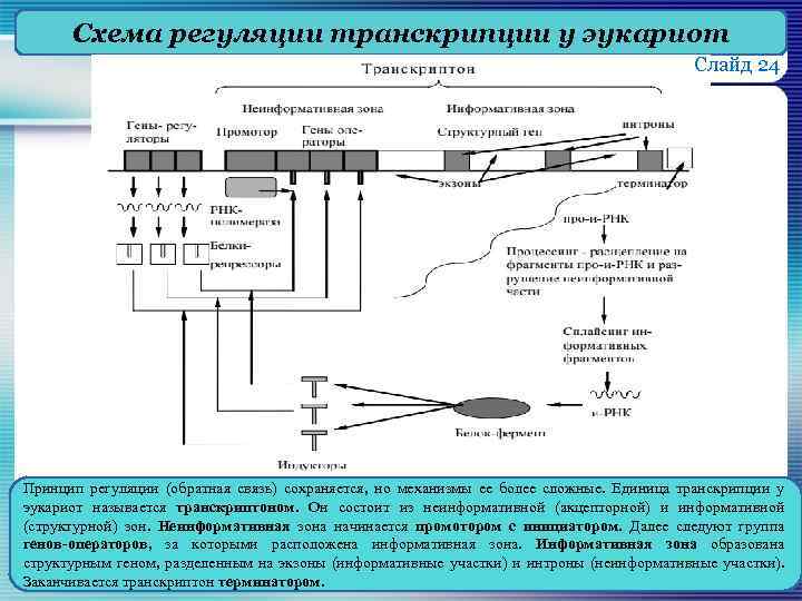 Схема регуляции транскрипции у эукариот Слайд 24 Принцип регуляции (обратная связь) сохраняется, но механизмы