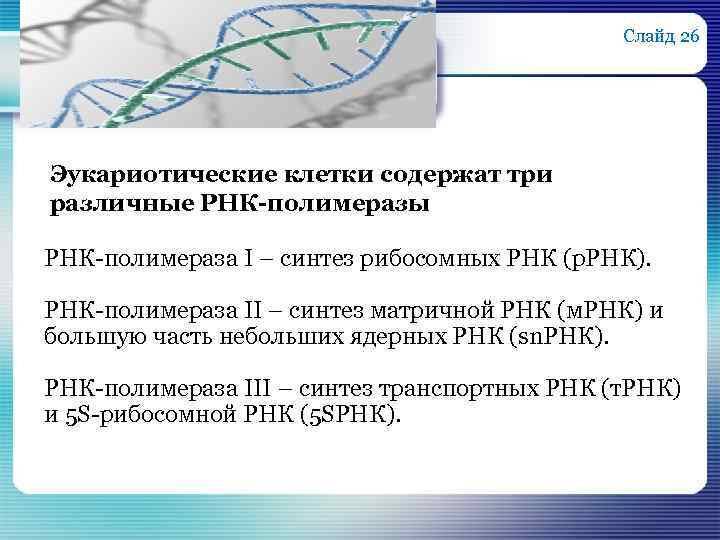 Слайд 26 Эукариотические клетки содержат три различные РНК-полимеразы РНК-полимераза I – синтез рибосомных РНК