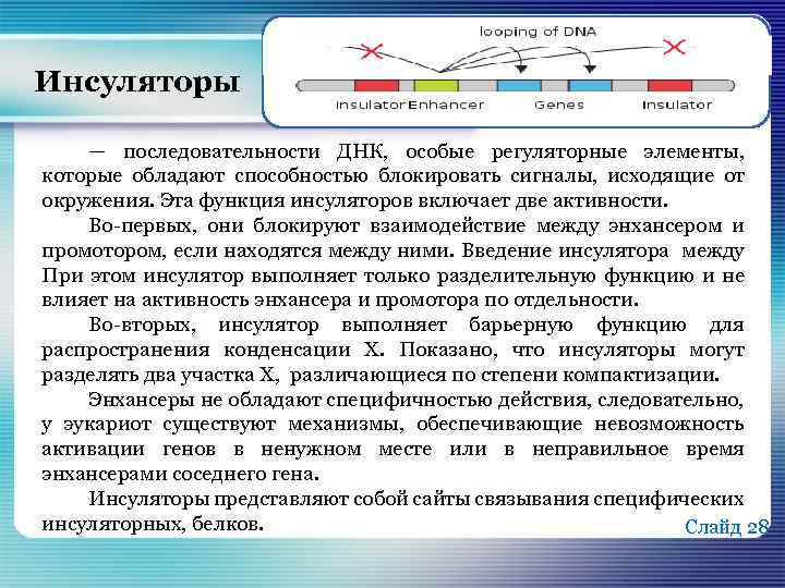 Инсуляторы — последовательности ДНК, особые регуляторные элементы, которые обладают способностью блокировать сигналы, исходящие от