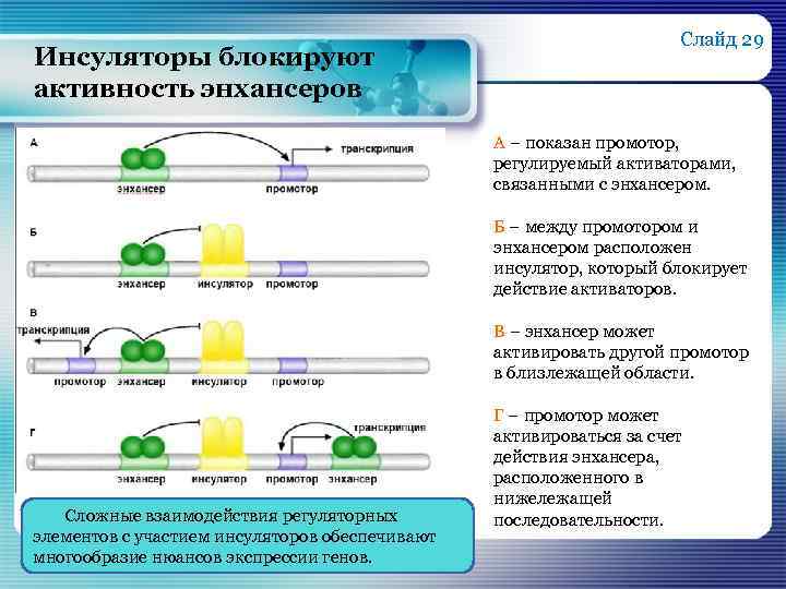 Инсуляторы блокируют активность энхансеров Слайд 29 А – показан промотор, регулируемый активаторами, связанными с