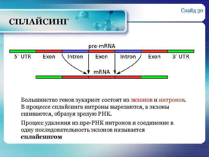 Слайд 30 СПЛАЙСИНГ Большинство генов эукариот состоят из экзонов и интронов. В процессе сплайсинга